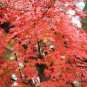 Acer Pubipalmatum, Chinese Maple Seed 500 PCS, Ji Zhua Qi