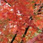 Acer Pubipalmatum, Chinese Maple Seed 500 PCS, Ji Zhua Qi