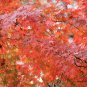 Acer Pubipalmatum, Chinese Maple Seed 500 PCS, Ji Zhua Qi