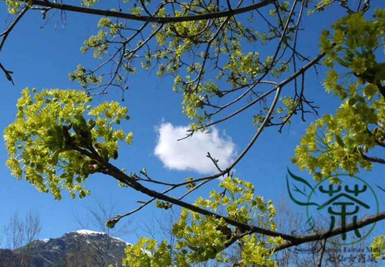 Acer Platanoides, Norway Maple Seed 300 PCS, Nuo Wei Feng