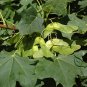 Acer Platanoides, Norway Maple Seed 300 PCS, Nuo Wei Feng