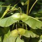 Acer Platanoides, Norway Maple Seed 300 PCS, Nuo Wei Feng