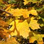 Acer Platanoides, Norway Maple Seed 300 PCS, Nuo Wei Feng