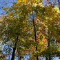 Acer Platanoides, Norway Maple Seed 300 PCS, Nuo Wei Feng