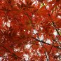 Acer Palmatum, Japanese Maple Seed 500 PCS, Palmate Maple Hong Feng