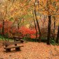 Acer Palmatum, Japanese Maple Seed 500 PCS, Palmate Maple Hong Feng