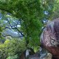 Acer Oliverianum, Oliver Maple Seed 500 PCS, Oliver's Maple Qing Feng