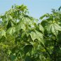 Acer Oliverianum, Oliver Maple Seed 500 PCS, Oliver's Maple Qing Feng