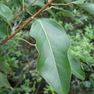 Acer Oblongum, Himalayan Maple Seed 500 PCS, Kashmir Maple Fei E Qi