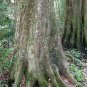 Acer Oblongum, Himalayan Maple Seed 500 PCS, Kashmir Maple Fei E Qi