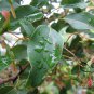 Acer Oblongum, Himalayan Maple Seed 500 PCS, Kashmir Maple Fei E Qi