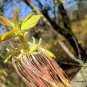 Acer Negundo, Boxelder Maple Seed 300 PCS, Maple Ash Fu Ye Qi