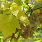Acer Negundo, Boxelder Maple Seed 300 PCS, Maple Ash Fu Ye Qi