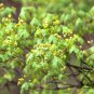 Acer Mono, Acer Pictum Seed 300 PCS, Painted Maple Wu Jiao Feng