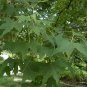 Acer Mono, Acer Pictum Seed 300 PCS, Painted Maple Wu Jiao Feng