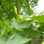 Acer Mono, Acer Pictum Seed 300 PCS, Painted Maple Wu Jiao Feng
