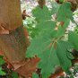 Acer Griseum, Paperbark Maple Seed 200 PCS, Xue Pi Qi