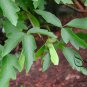 Acer Griseum, Paperbark Maple Seed 200 PCS, Xue Pi Qi
