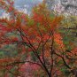 Acer Griseum, Paperbark Maple Seed 200 PCS, Xue Pi Qi