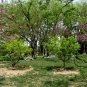 Acer Ginnala, Amur Maple Seed 500 PCS, Cha Tiao Qi
