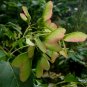 Acer Ginnala, Amur Maple Seed 500 PCS, Cha Tiao Qi