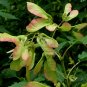 Acer Ginnala, Amur Maple Seed 500 PCS, Cha Tiao Qi