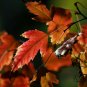 Acer Ginnala, Amur Maple Seed 500 PCS, Cha Tiao Qi