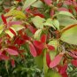 Acer Fabri, Faber's Maple Seed 500 PCS, Hong Chi Qi
