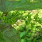 Acer Davidii, Pere David's Maple Seed 500 PCS, Qing Zha Qi