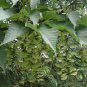 Acer Davidii, Pere David's Maple Seed 500 PCS, Qing Zha Qi