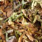 Acer Davidii, Pere David's Maple Seed 500 PCS, Qing Zha Qi