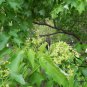 Acer Buergerianum, Trident Maple Seed 500 PCS, China Maple San Jiao Feng
