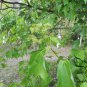 Acer Buergerianum, Trident Maple Seed 500 PCS, China Maple San Jiao Feng