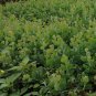Acacia Podalyriifolia, Mount Morgan Wattle Seed 1000 PCS, Yin Ye Jin Hehuan