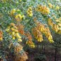 Acacia Podalyriifolia, Mount Morgan Wattle Seed 1000 PCS, Yin Ye Jin Hehuan