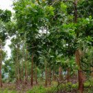Acacia Mangium, Forest Mangrove Seed 1000 PCS, Ma Zhan Xiangsi
