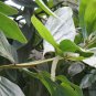 Acacia Mangium, Forest Mangrove Seed 1000 PCS, Ma Zhan Xiangsi
