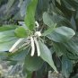Acacia Mangium, Forest Mangrove Seed 1000 PCS, Ma Zhan Xiangsi