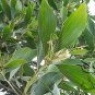 Acacia Mangium, Forest Mangrove Seed 1000 PCS, Ma Zhan Xiangsi