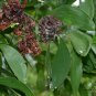 Acacia Mangium, Forest Mangrove Seed 1000 PCS, Ma Zhan Xiangsi