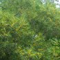 Acacia Confusa, Formosa Acacia Seed 1000 PCS, Formosan Koa Taiwan Xiangsi