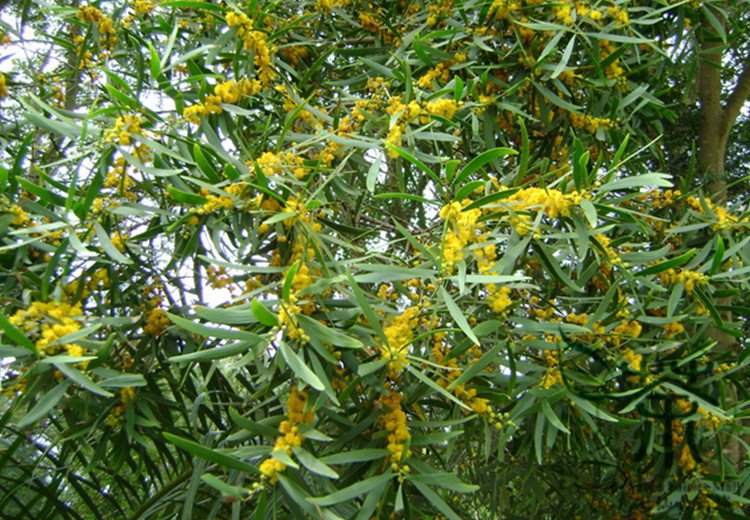 Acacia Confusa Formosa Acacia Seed 1000 Pcs Formosan Koa Taiwan Xiangsi