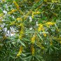 Acacia Confusa, Formosa Acacia Seed 1000 PCS, Formosan Koa Taiwan Xiangsi