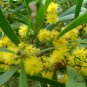 Acacia Confusa, Formosa Acacia Seed 1000 PCS, Formosan Koa Taiwan Xiangsi