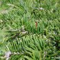 Abies Fabri, Faber's Fir Seed 500 PCS, Leng Shan