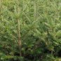 Abies Fabri, Faber's Fir Seed 500 PCS, Leng Shan