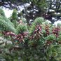 Abies Fabri, Faber's Fir Seed 500 PCS, Leng Shan