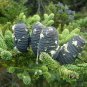 Abies Fabri, Faber's Fir Seed 500 PCS, Leng Shan
