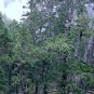 Abies Fabri, Faber's Fir Seed 500 PCS, Leng Shan