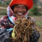 Recommend Dried Organic Ginseng Roots 100g Dried Ginseng Root American Ginseng Roots Herb Powder